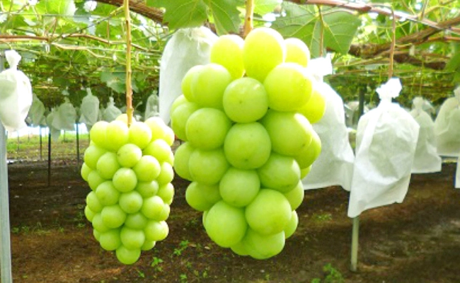 rượu vang nhập khẩu